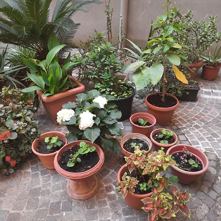 Ampio In Centro Lejlighed Napoli